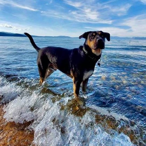 Dog-friendly Vacation Resorts Near Me