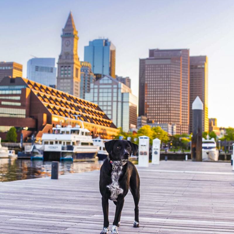 Dog Friendly Vacations In New England